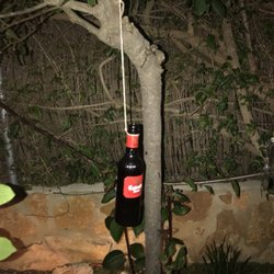 Nix Nax - Random hanging bottle on their tree. What did the poor bottle do!