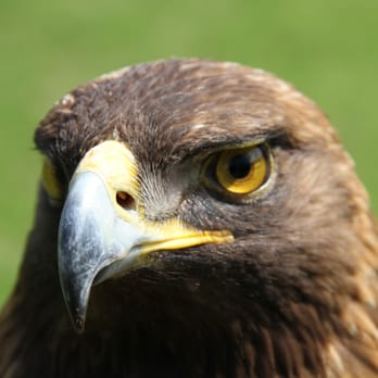 Auburn University Raptor Center - Zoos Near Me - Auburn, Alabama Auburn University Raptor Center - Zoos Near Me - Auburn, Alabama