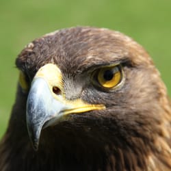 Auburn University Raptor Center