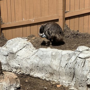 Rainforest Adventures - Zoos Near Me - Sevierville, Tennessee