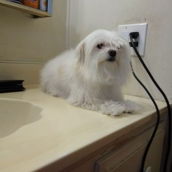 Petacular Grooming - Flo after bath and blow dry - Pet Groomers Near Me