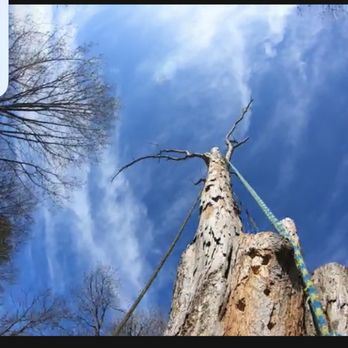 Kings Tree Services - Tree Services Near Me Kings Tree Services - Tree Services Near Me