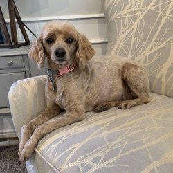 Shears10 Dog Grooming