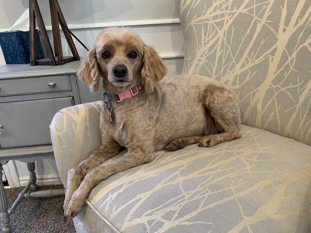 SHEARS10 DOG GROOMING Updated June 2024 27 Photos 2570 W 1800th N, Ogden, Utah Pet