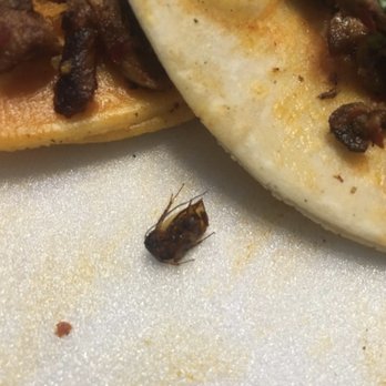El Burrito Rapido - Please do not eat at this place they have cockroaches inside there meat. After spending over $80 my family member finds a roach in his food - Mexican Near Me - Chicago, Illinois El Burrito Rapido - Please do not eat at this place they have cockroaches inside there meat. After spending over $80 my family member finds a roach in his food - Mexican Near Me - Chicago, Illinois