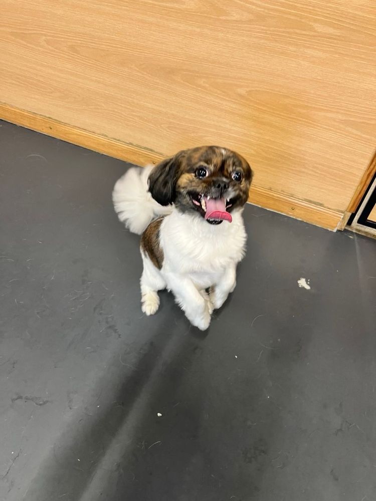 Yardstick Dog Hotel - Berry Hill - pet boarding facility in Nashville, TN