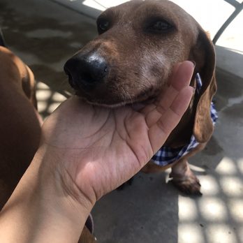 MexiVet Express - Veterinarians Near Me