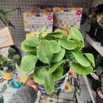 Dollar Tree - I love artificial Flowers and Plants - Discount Store Near Me - Los Angeles, California