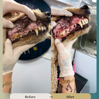 11 Paws Grooming - Pet Groomers Near Me - Miami, Florida 11 Paws Grooming - Pet Groomers Near Me - Miami, Florida
