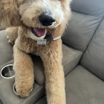 Supreme Pawfection - He's so happy! Never seen him this happy after grooming! - Pet Groomers Near Me