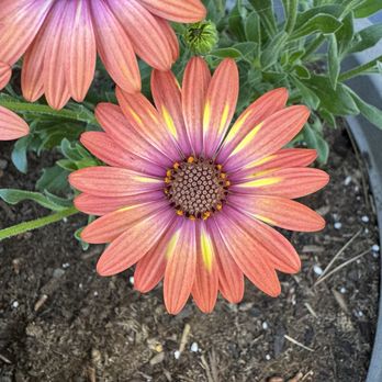 Sunshine Growers Nursery - African daisies - Nurseries & Gardening Near Me - Yucaipa, California Sunshine Growers Nursery - African daisies - Nurseries & Gardening Near Me - Yucaipa, California