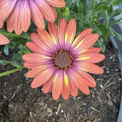 Sunshine Growers Nursery - African daisies