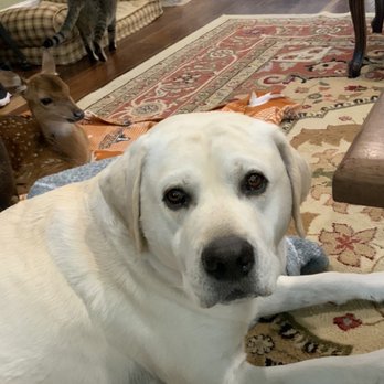 Northwest Austin Veterinary Center - Cooper! - Veterinarians Near Me - Austin, Texas Northwest Austin Veterinary Center - Cooper! - Veterinarians Near Me - Austin, Texas