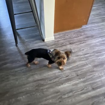 Pawtique Pawlor - Nice & clean! - Pet Groomers Near Me - Inglewood, California