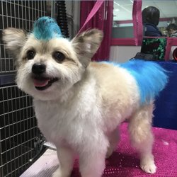 Dog's Delight