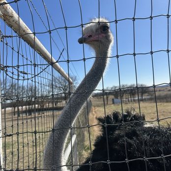Blue Ostrich Winery - The Ostrich - Wineries Near Me - Saint Jo, Texas Blue Ostrich Winery - The Ostrich - Wineries Near Me - Saint Jo, Texas