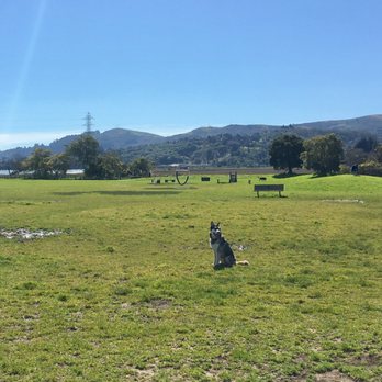 Marin Nature Tails - Being a good boy relaxing at the park without a leash! - Pet Training Near Me Marin Nature Tails - Being a good boy relaxing at the park without a leash! - Pet Training Near Me