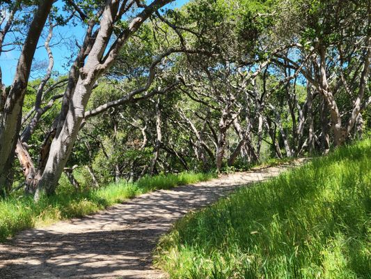 Twin Lakes State Beach by null