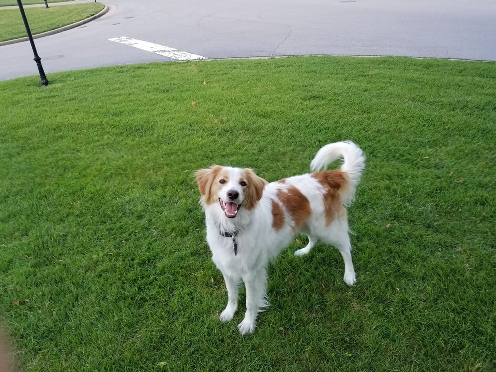 INVISIBLE FENCE BRAND Updated May 2024 10 Photos & 14 Reviews