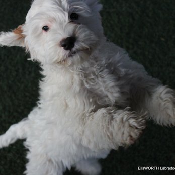 EllsWORTH Labradoodles - This is Penny's puppy Dorcas, she is available and is amazing! - Pet Breeders Near Me EllsWORTH Labradoodles - This is Penny's puppy Dorcas, she is available and is amazing! - Pet Breeders Near Me