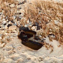 Moore's Beach - Moore's Beach- litter