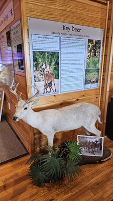 National Key Deer Refuge Nature Center by null
