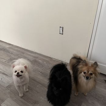 Pretty Paws Pet Grooming - Pet Groomers Near Me - Las Vegas, Nevada Pretty Paws Pet Grooming - Pet Groomers Near Me - Las Vegas, Nevada