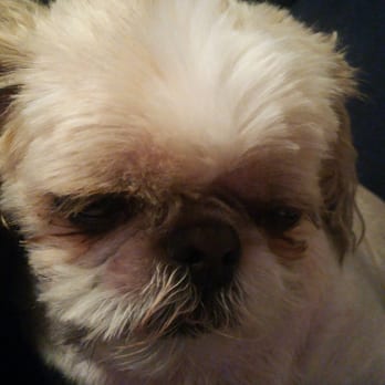 Pawsitively Groomed K-9S - Notice next to his nose on the left side he is shaved bald. Poor guy! - Pet Groomers Near Me - Newton, Kansas Pawsitively Groomed K-9S - Notice next to his nose on the left side he is shaved bald. Poor guy! - Pet Groomers Near Me - Newton, Kansas