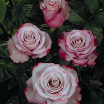 Flowerlink - Florists Near Me - Rancho Dominguez, California Flowerlink - Florists Near Me - Rancho Dominguez, California