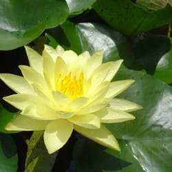 Hill Country Water Gardens & Nursery