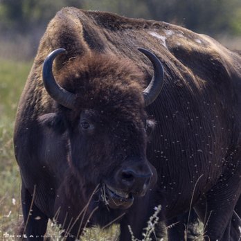 Tallgrass Prairie Preserve - 9/9/21 - Parks Near Me - Pawhuska, Oklahoma