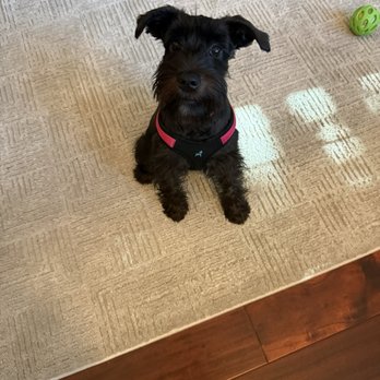 Van Dyke Animal Clinic - Our Miniature Schnauzer - Veterinarians Near Me - Lutz, Florida Van Dyke Animal Clinic - Our Miniature Schnauzer - Veterinarians Near Me - Lutz, Florida