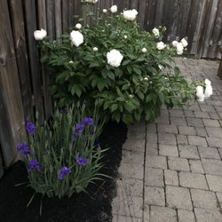 Angelo's Garden Centre - Peony plant bought 8-10 years ago. It was about 12" tall, had two little blooms and cost about $60. Now it has at least 30 blooms a year