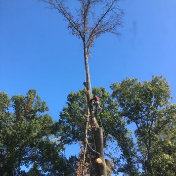 Maxima's Tree Service - Tree Services Near Me - St. Louis, Missouri Maxima's Tree Service - Tree Services Near Me - St. Louis, Missouri