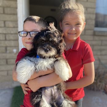 Animal Kingdom - Abel the Lhasa Poo and his new kids - Pet Stores Near Me - Tempe, Arizona Animal Kingdom - Abel the Lhasa Poo and his new kids - Pet Stores Near Me - Tempe, Arizona