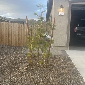 Nevada Basin Custom Landscaping - The new tree, California Incense cedar. - Landscaping Near Me