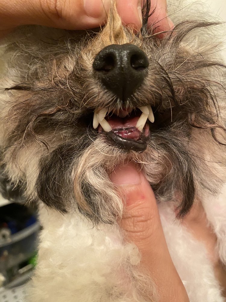 RIVERBARK VETERINARY HOSPITAL 14 Photos & 38 Reviews 2965 Ramsey St