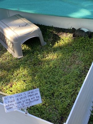 Georgia Sea Turtle Center by null