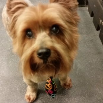 Waggly Ever After - Pet Groomers Near Me - Saint Clair, Missouri