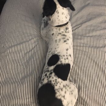 Paws Above the Rest - Very nice cut for such a difficult puppy - Dog Walkers Near Me - Westminster, California Paws Above the Rest - Very nice cut for such a difficult puppy - Dog Walkers Near Me - Westminster, California