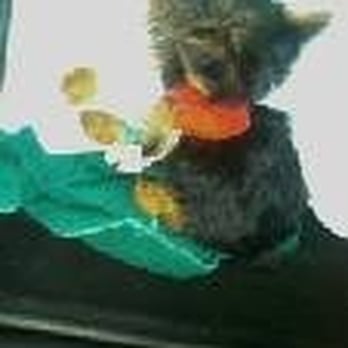 Puppy Boutique - Puppy Two Weeks After Purchase with Liver Shunt - Pet Stores Near Me - Brooklyn, New York Puppy Boutique - Puppy Two Weeks After Purchase with Liver Shunt - Pet Stores Near Me - Brooklyn, New York