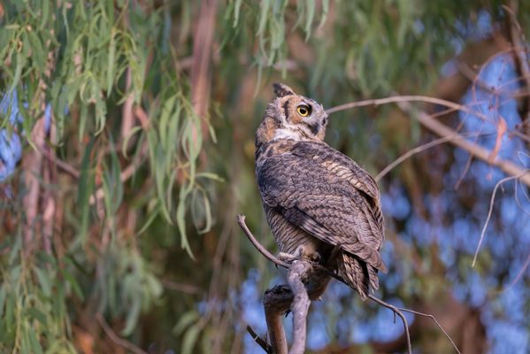 Sepulveda Basin Wildlife Reserve by null