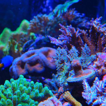 Seven Seas Aquatics - Local Fish Stores Near Me - Cape Coral, Florida Seven Seas Aquatics - Local Fish Stores Near Me - Cape Coral, Florida