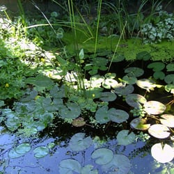 Geschwister - Scholl - Park