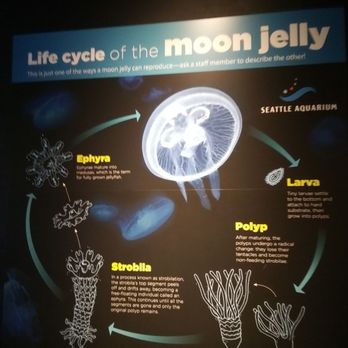 Seattle Aquarium - Aquariums Near Me - Seattle, Washington Seattle Aquarium - Aquariums Near Me - Seattle, Washington