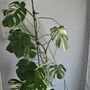 Photo of Sha’Petals Posh Plants
