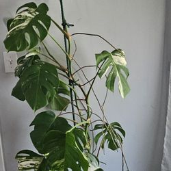 Sha’Petals Posh Plants - This is my before