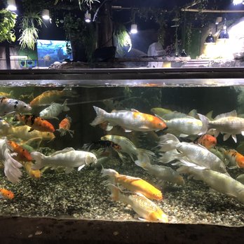 Austin Aquarium - Aquariums Near Me - Austin, Texas Austin Aquarium - Aquariums Near Me - Austin, Texas