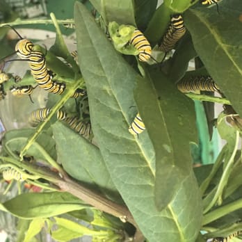 Tom's Thumb by Cornelius Nursery - More Monarch cats - Nurseries & Gardening Near Me - Galveston, Texas Tom's Thumb by Cornelius Nursery - More Monarch cats - Nurseries & Gardening Near Me - Galveston, Texas
