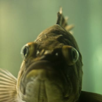 OREGON UNDERSEA GARDENS - CLOSED - Updated August 2025 - 33